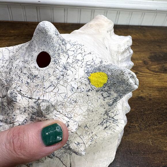 Natural Queen Horned Conch Shell 8.5" GORGEOUS COLORS Peach Glossy Pink Inside - Picture 6 of 9